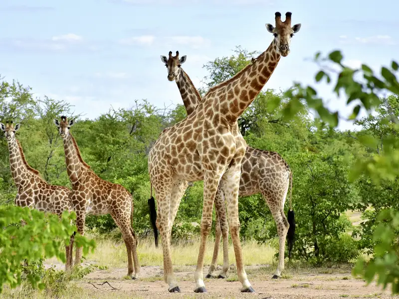 Majestätische Giraffen mit langen Hälsen in der Natur.
