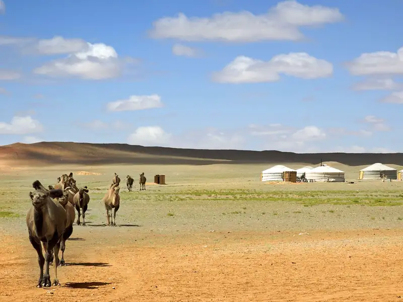 Kamele unterwegs in der Dünenlandschaft.