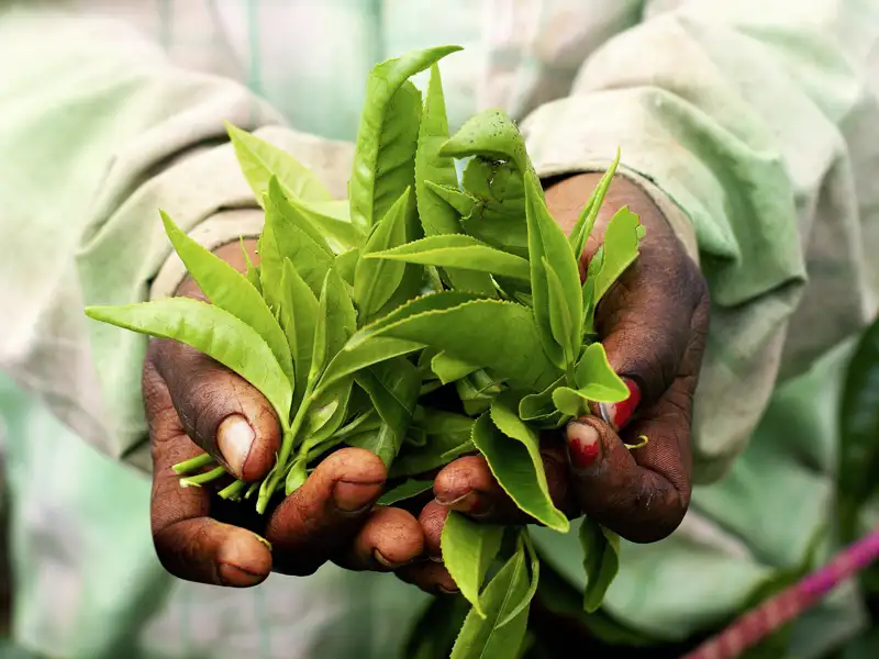 Die Cameron Highlands sind bekannt für Ihre Teeplantagen. Je nach Jahreszeit können Sie die Ernte beobachten.