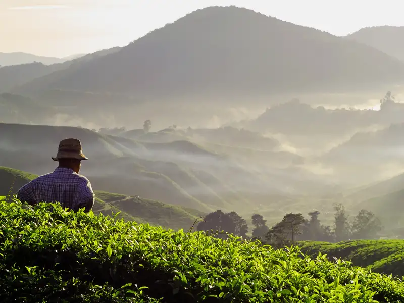 Auf Ihrer Reise haben Sie die Möglichkeitt, die Teeplantagen der Cameron Highlands zu besuchen.