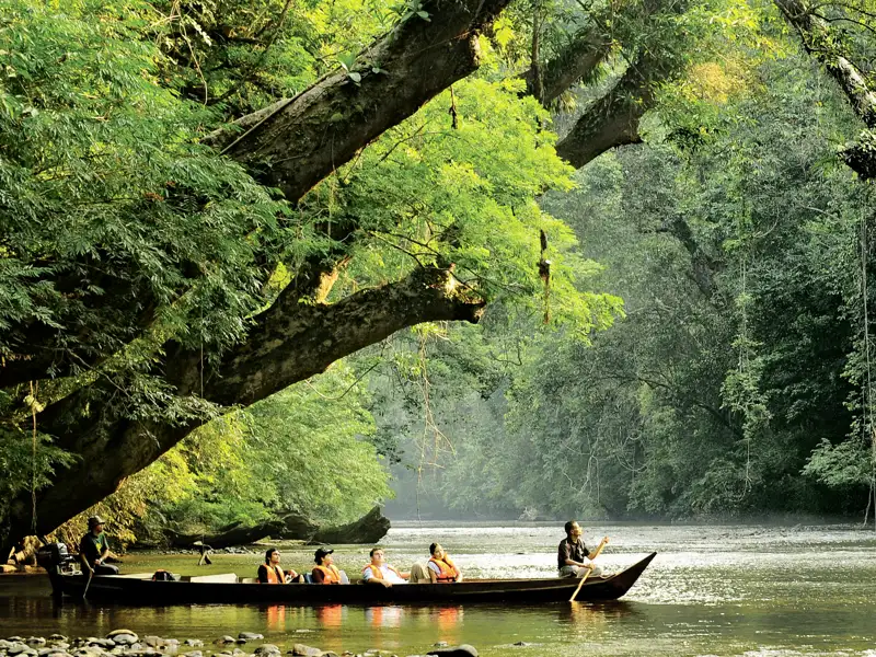 Sie erkunden auf einer Bootsfahrt mit dem Langschwanzboot den dichten Regenwald im Taman-Negara-Nationalpark.