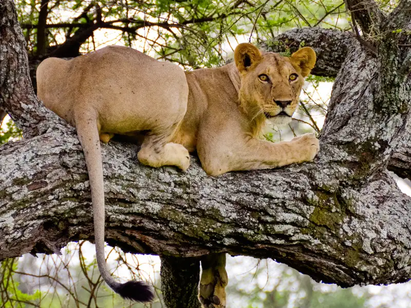 Eine Löwin liegt auf einem dicken Ast eines Baumes im Lake-Manyara-Nationalpark.