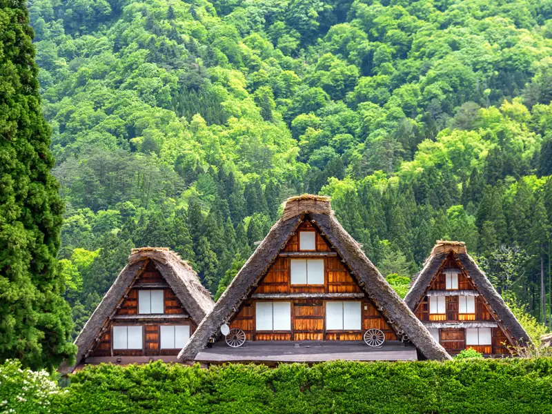 Drei traditionelle Holzhäuser mit markanten, steilen Strohdächern im Bergdorf Shirakawa-go, umgeben von grünen Wäldern.