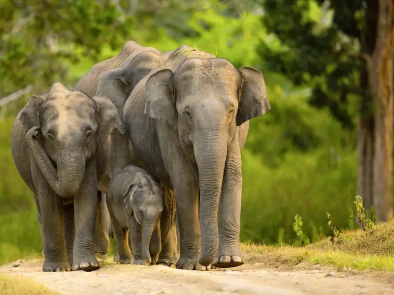 Eine Gruppe Elefanten mit kleinem Nachwuchs läuft auf einem Weg im Wayanad Wildlife Sanctuary.