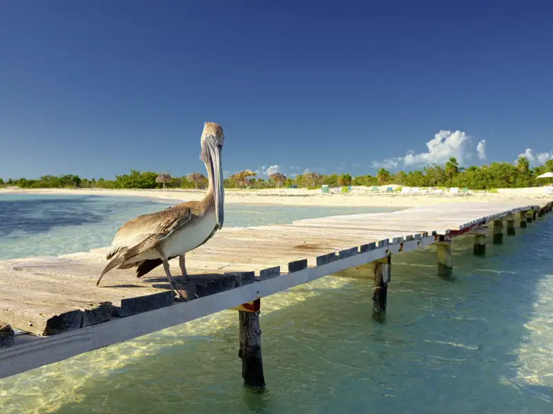 Ein Pelikan auf einem Holzsteg über dem türkisblauen Meer vor einem Traumstrand der Kleinen Antillen.