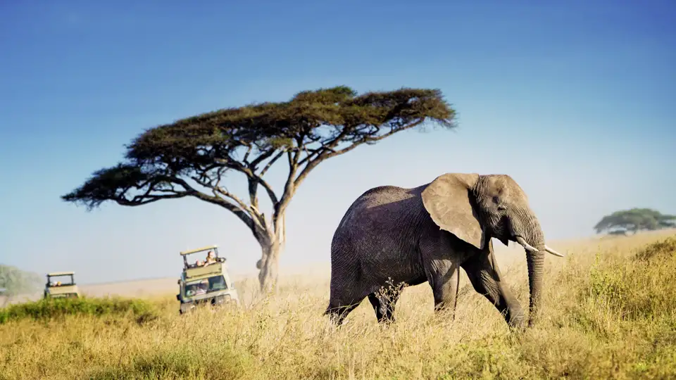 Auf Ihrer Tansaniareise kommen Sie auch in den Tarangire-Nationalpark. In dieser Gegend sind weniger Touristen unterwegs, dafür umso mehr Dickhäuter: Tarangire hat eine besonders große Population von Elefanten!