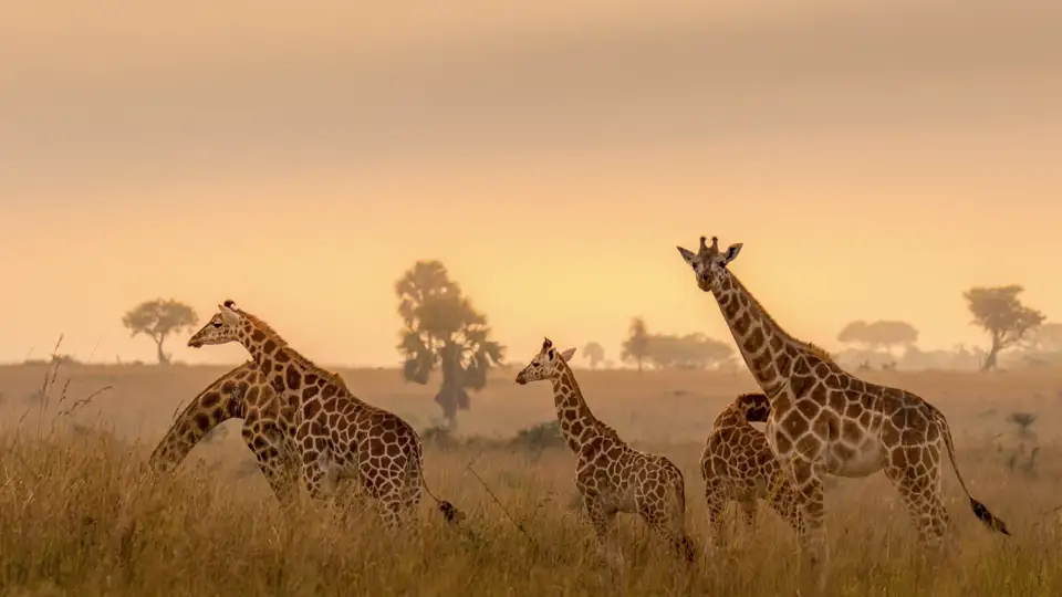 Beeindruckende Tiere: Giraffen gehören sicher zu den eindrucksvollsten Vertretern der afrikanischen Tierwelt wie wir auf unserer Marco Polo Reise durch Südafrika feststellen.