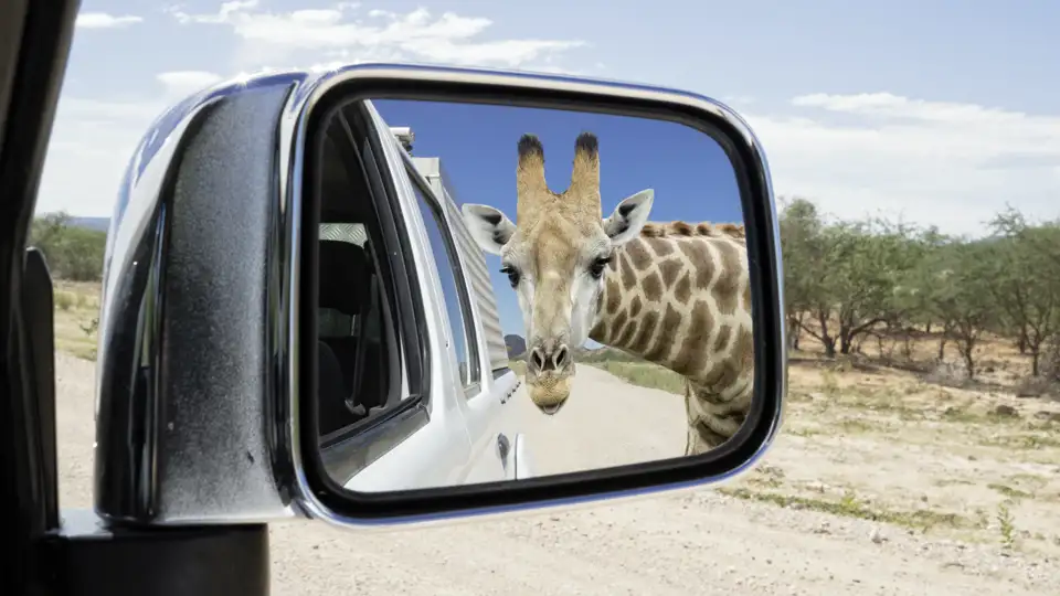 Ihre individuelle Rundreise durch Namibia führt Sie in den Etoscha-Nationalpark, wo Sie vielen Tieren ganz nahe kommen, die Sie manchmal neugierig beäugen - wie diese Giraffe.